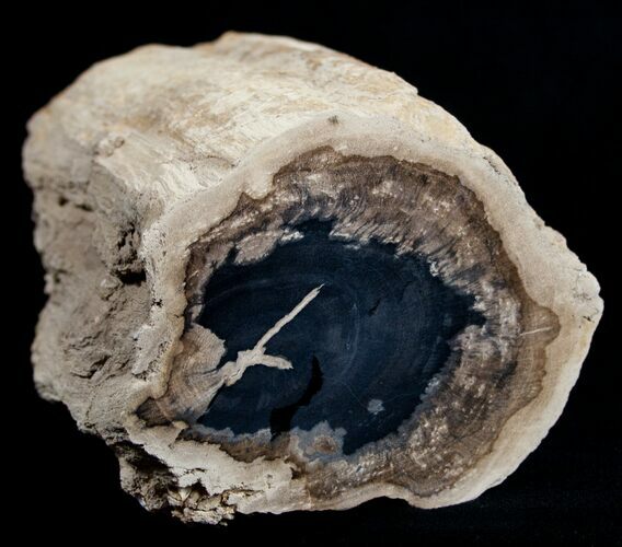 Blue Forest Petrified Wood Limb Section - / lbs #3279